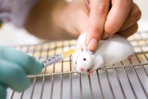 Медики вылечили лабораторных мышей от ВИЧ с помощью генной модификации