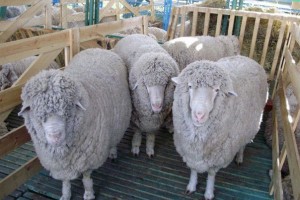 Жителей Астраханской области приглашают посмотреть на элитных коз и овец