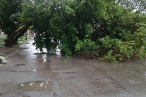 В центре Астрахани на проезжую часть упало дерево