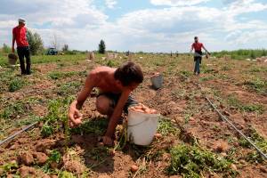Астраханцы сажают картошку и морковку на заброшенных участках