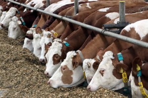 В Астраханской области коров от убоя спасло отсутствие  документов