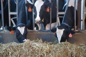 РФ ввела ограничения на поставки молочной продукции из Белоруссии