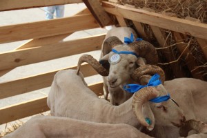 Впервые в Астраханской области прошла Всероссийская выставка племенных овец