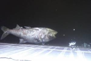 Астраханцы обсуждают 120-сантиметровую &#171;рыбу-мутанта&#187;, которая плавала в городском канале