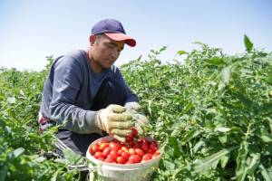 Россия сохранила запрет на поставки помидоров из Турции