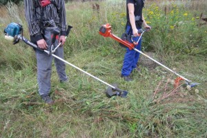 В Астрахани на вырубку сухостоя и выкос аллергенной травы выделено около 8 млн рублей