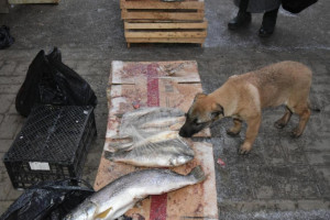В Астраханской области ликвидировали стихийную торговлю рыбой