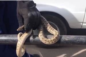 В центре Астрахани ползала метровая змея. Инцидент попал на видео