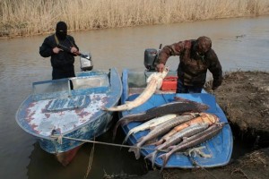 Вынесен приговор браконьерам, промышлявшим на территории Астраханского заповедника