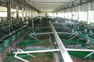 В Астраханской области рыбоводческая ферма нарушила санитарные нормы