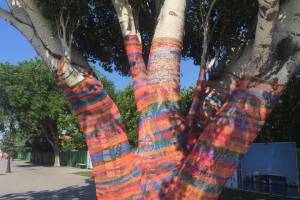 Астраханцев удивил необычный вид дерева на набережной