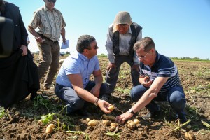 Губернатор Астраханской области побывал на сборе картофеля в Харабалинском районе