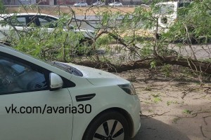В центре города упавшее дерево повредило иномарку