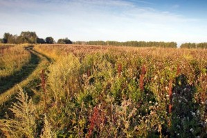 В Астраханской области почти 20 га сельхозземель заросли сорняками
