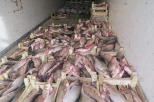 Через Астрахань не пропустили грузовик с 15 тоннами рыбы