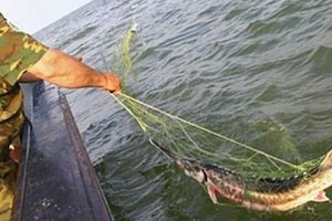 В Астраханской области установлен подозреваемый в незаконной добыче рыбы осетровых видов
