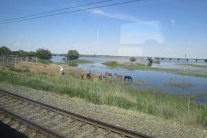 В Астраханской области на железнодорожных путях в 2017 году погибло 6 животных