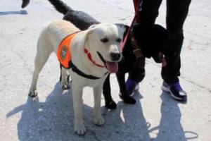 В Астрахани умер пёс, который спасал под завалами людей на Н.Островского