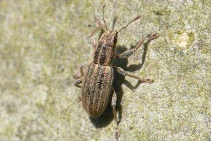В Астраханской области обнаружены пять новых видов жуков-долгоносиков