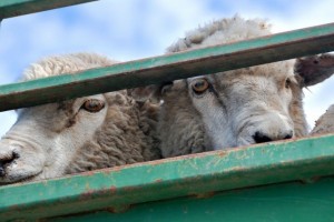 Через Астрахань не пропустили овец из Котяевки