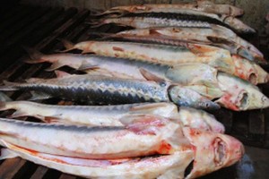 В Астрахани друзья предстанут перед судом за покупку и продажу рыбы особо ценных пород