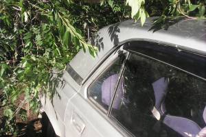 В Астрахани дерево упало на машины