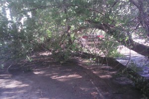 В Астрахани во дворе жилого дома на машины упало дерево