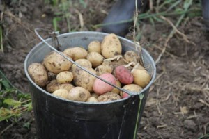 Астраханские фермеры отложили сбор картофеля