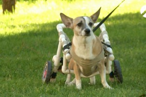 Астраханский художник делает коляски для собак-инвалидов
