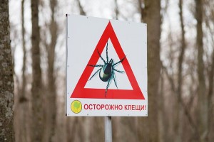 От укусов клещей-переносчиков крымской лихорадки пострадали 253 астраханца