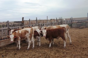 В Астраханской области работает 44 центра по искусственному осеменению рогатого скота