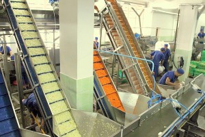 Астраханские предприятия начали принимать овощи на переработку