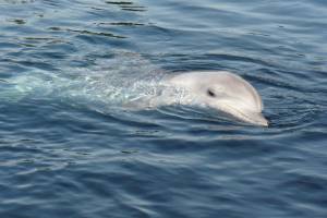 В Крыму обнаружили мертвого дельфина, к которому привязали бетонный камень