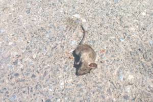 В центре Астрахани находят мертвых мышей и котов 