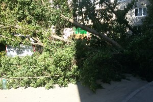 В Трусовском районе Астрахани на машину упало дерево