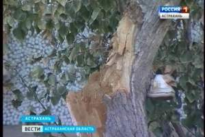 В Астрахани сухие деревья угрожают маленьким детям