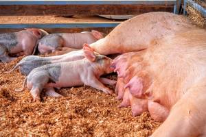 Африканская чума свиней захватывает все новые районы Волгоградской области