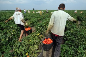 В Астраханской области сдвинулся сезон сбора ранних овощей