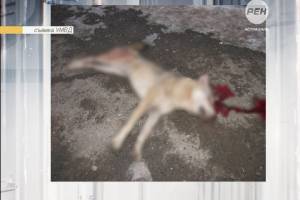 Волк напал на пост ДПС в Астраханской области