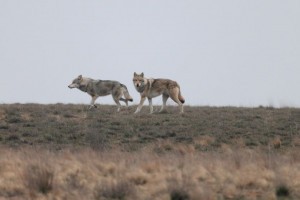 В Астраханской области охотники выловили четырёх волков, уничтожавших скот