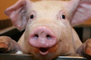 В Астраханской области на борьбу с чумой у свиней выделили почти 30 миллионов рублей