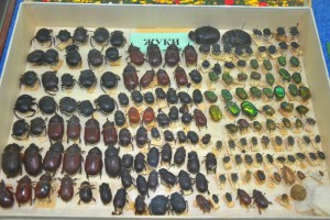 В астраханском музее представлена выставка насекомых
