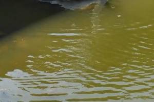 Соцсети: в Астрахани на Лебедином озере умер единственный лебедь