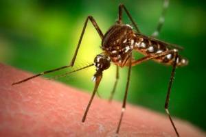 В астраханских комарах найден вирус лихорадки Западного Нила