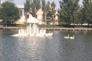 В Астрахани неизвестный выпустил 7 лебедей в Лебединое озеро 