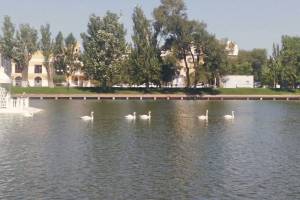 Что будет с лебедями, которые неожиданно появились на Лебедином озере в Астрахани