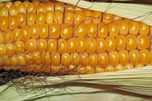 Как астраханцам вырастить кукурузу