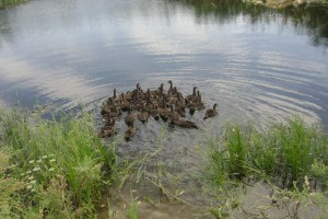 В Астраханской области в естественную среду выпущено свыше четырёх тысяч крякв и фазанов