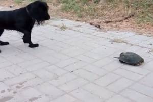 По центру Астрахани ползают черепахи 