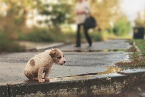 Для бездомных животных в Астрахани построят муниципальный приют
